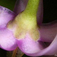 Ardisia willisii Mez